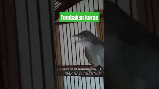 Download lagu MERBAH MATA MERAH GACOR mp3