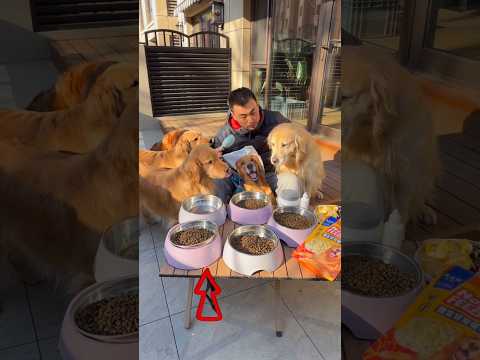 dogs were hungry two days 🤯