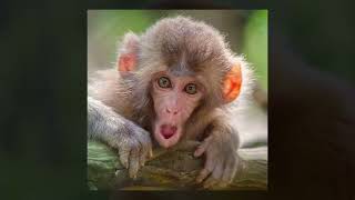 The Flaming Lips - I Can Be A Frog FMV