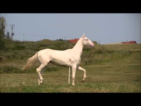 , title : 'Akhal-teke filly ARKE - For Sale'
