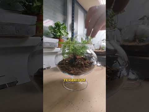 Kako da bolje raste PAPRAT?  #terrarium