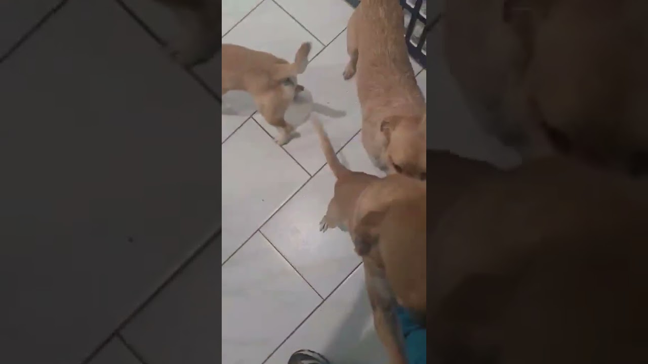 Enlarge Fiona, a Adoptable mixed breed in Boulder, CO video 2/6