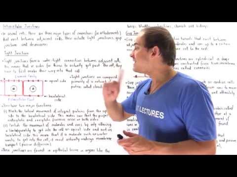 Tight Junctions, Gap Junctions and Desmosomes