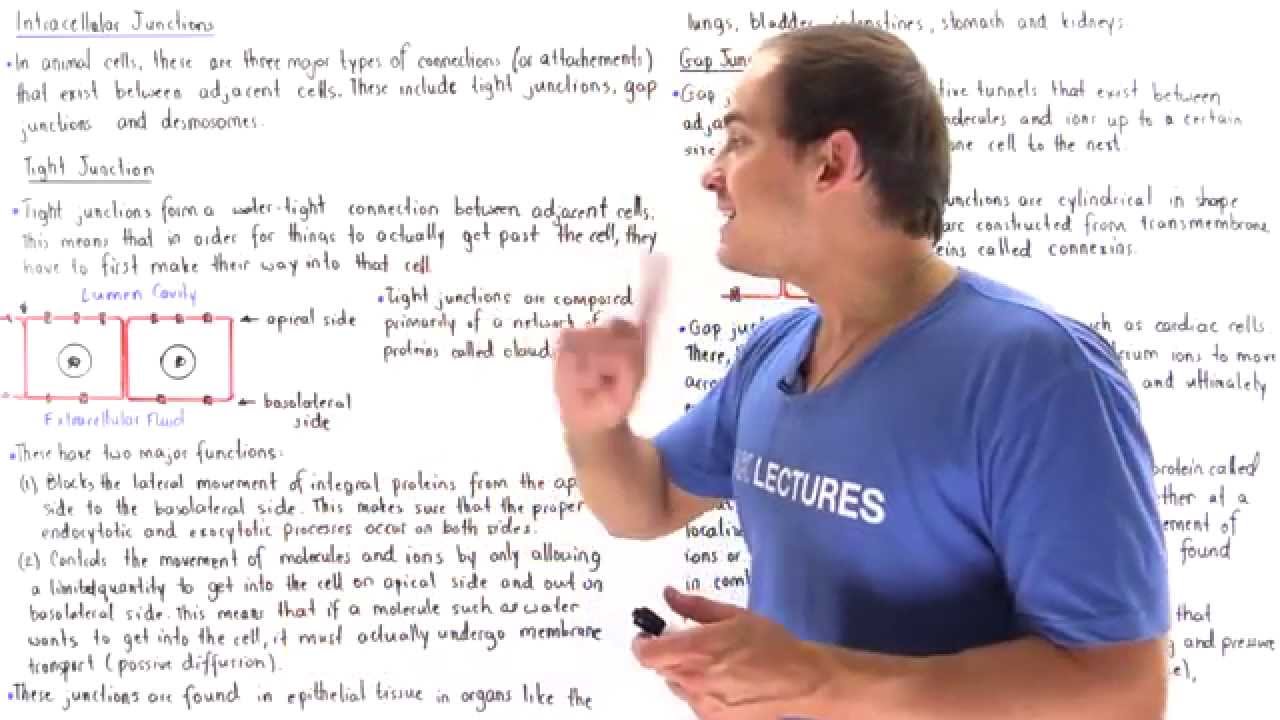 Tight Junctions, Gap Junctions and Desmosomes - YouTube