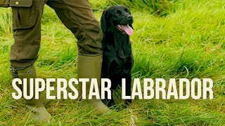 Labrador Retrieving Training