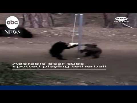Adorable bear cubs spotted playing tetherball