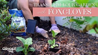 Transform Your Garden with Foxgloves | Gardener in Love