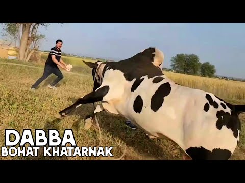 Dera Zulfi Da (Part 03) - Extremely Beautiful Bulls 2024 - Cow Mandi 2024 - Bakra Mandi 2024