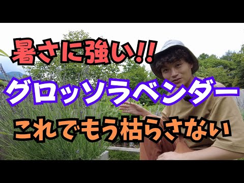 culture-lavande-bouquets-Lavandula-utiliser-décoration