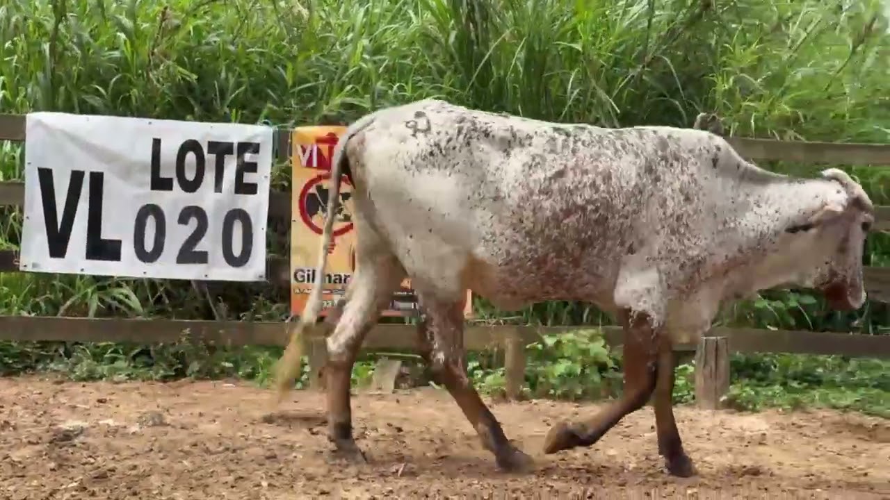 LOTE 20 - 01 NOVILHA  1/2 SANGUE; BR:19 AM; PROD. DE INS; PRENHES: COBERTA A CAMPO;