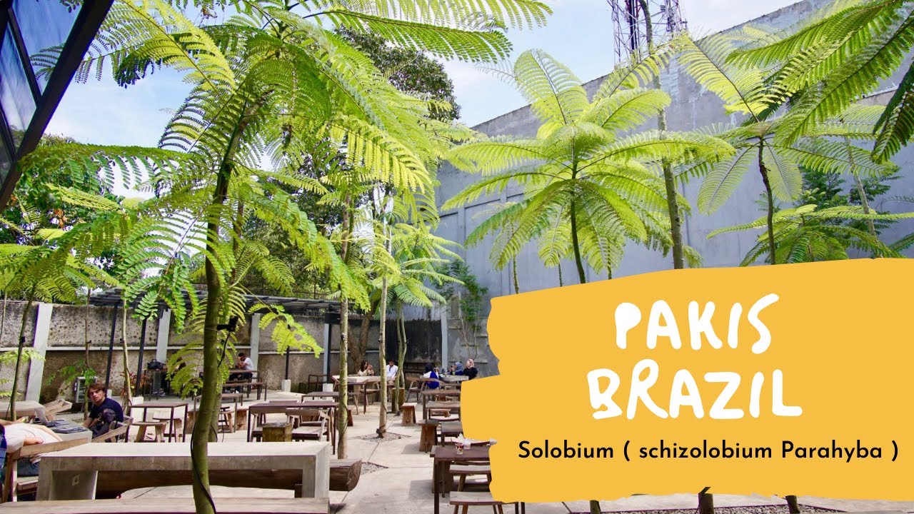 POHON PAKIS BRAZIL, POHON SOLOBIUM pohon hias/pelindung untuk taman dan ruang terbuka hijau