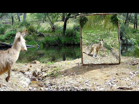 Animals React to a Mirror for the First Time – Australia