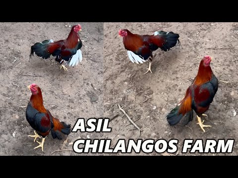 Asil Aseel Xavier Rodriguez Chilango's Farm Tennessee USA - Beautiful Birds