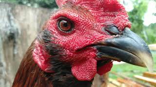 Download lagu ciri ciri ayam pukul mati mp3 Download lagu ciri ciri ayam pukul mati mp3