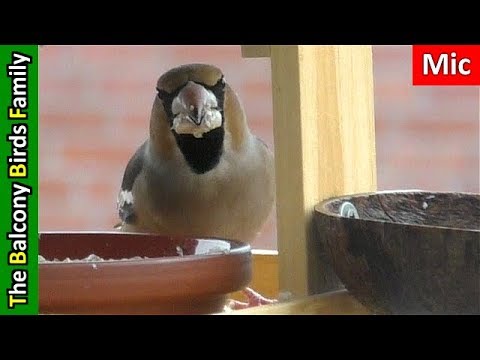 #013 - Balcony bird house ... Beautiful wild garden birds in birdhouse