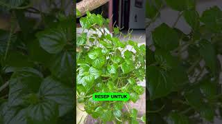 Download lagu khasiat sirih cina untuk asam urat #obatherbal #tanaman #herbal mp3