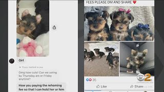 2 Tri-State Area residents targeted in puppy scam on Facebook