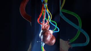 heartbeat ❤️ #heart #shorts #viral #trending #medical #viralshorts #shortsfeed #dil