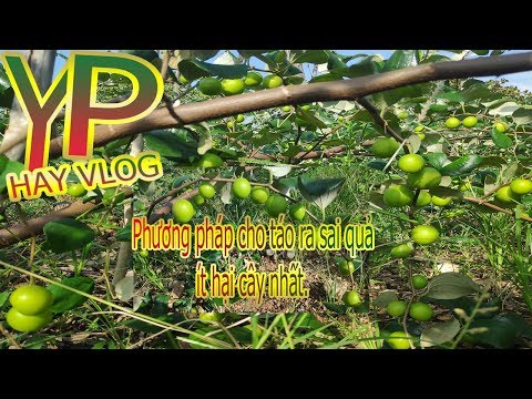 YP - Cách cho táo đậu quả chĩu cành