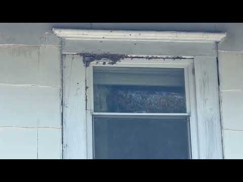 Large Amount of Yellow Jackets Nest Above the Window in Manchester Township, NJ