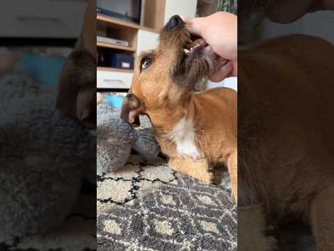 Max vs. moje ruka