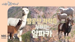 [나는농부다 285회] 팔공산 자락을 누비는 알파카