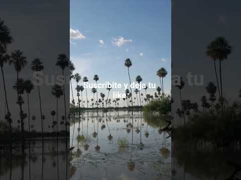 Apolinario Saravia Salta