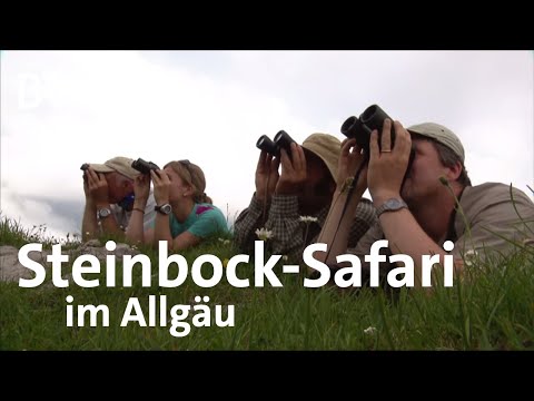 Auf Steinbocksafari in den Allgäuer Alpen: Spurensuche mit dem Schmidt Max | freizeit | BR