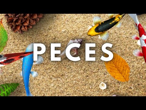 🐟JUEGO DE #PECES | VIDEOS PARA #GATOS 👈