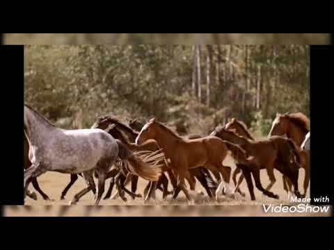 "S.A.F. Don't let go" Pferde musikvideo