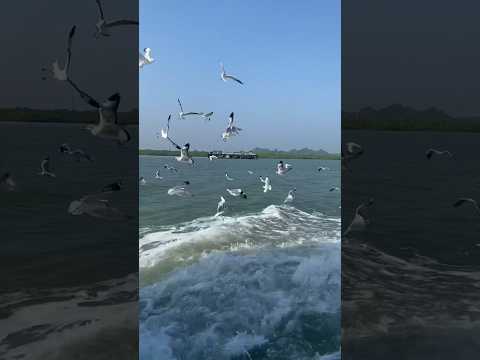 MaShaAllah❤️So Many Sea Birds#subscribe #trending#viral#sea #adventure#travel#nature#fyp#cute#shorts