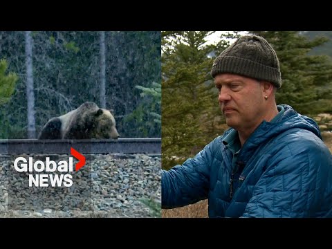 A Close Call: Split Lip the Grizzly Bear vs. the Train