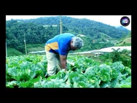 A Day In The Life Of A Vegetable Farmer