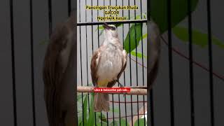 Download lagu Pancingan Trucukan Muda gacor Ngeriwik kasar‼#viral #trending #trucukan #trucuk #kicaumania #fyp mp3 Download lagu Pancingan Trucukan Muda gacor Ngeriwik kasar‼#viral #trending #trucukan #trucuk #kicaumania #fyp mp3