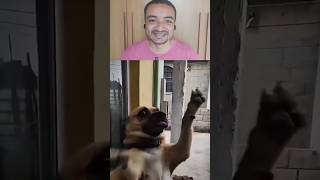 Meu cachorro quando chego em casa #shorts