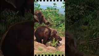 Download lagu The Irresistible Charm of Cute Elephants #savetheelephants mp3 Download lagu The Irresistible Charm of Cute Elephants #savetheelephants mp3