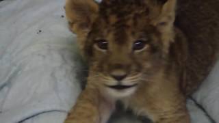 Zoo Crew Intro Video 16-17