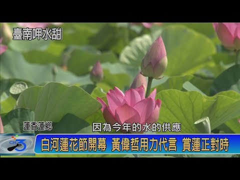 白河蓮花節開幕 黃偉哲用力代言 賞蓮正對時