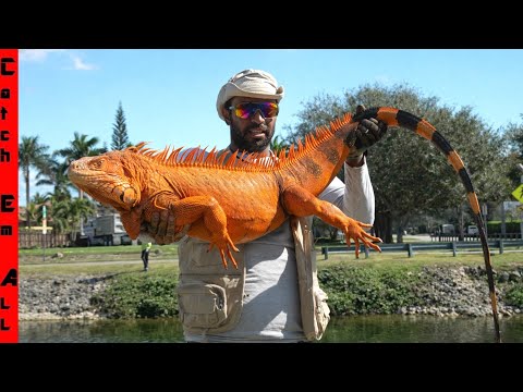 The GIANT IGUANA are EXPLODING in the COLD!