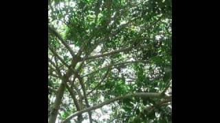 Broken Social Scene - Looks Just Like The Sun