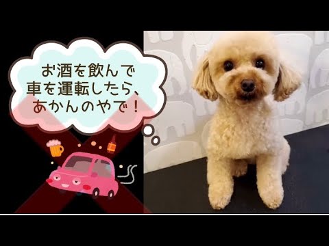 ワンワンU・x・Uお悩み相談室6️⃣6️⃣〜坂井市「くぅくん」#お酒を飲んだら運転は禁止❌#飲酒運転根絶