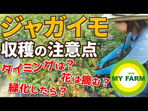 ジャガイモを収穫する時期 掘る 損傷に注意 フォークを使用する