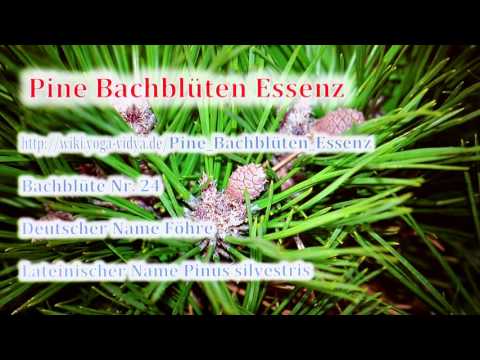 Pine Bachblüten Essenz