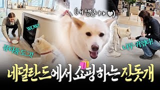 네덜란드 쇼핑몰에 아빠랑 쇼핑가는 진돗개 봉순이..! 더치들 반응 ㅎㅎ