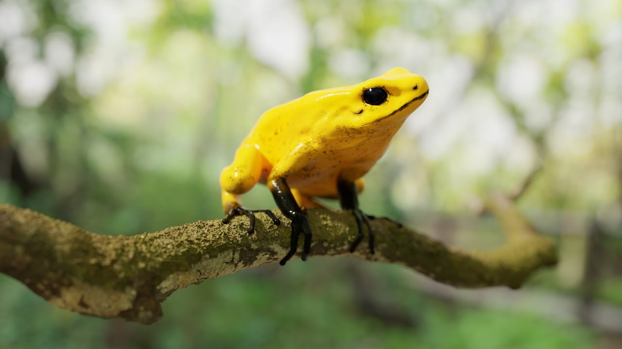 ARROW FROG 3D Model