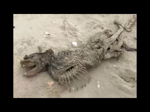 Mystery creature washes up in Charleston, SC: US government's restricted 'Monkey Island' blamed