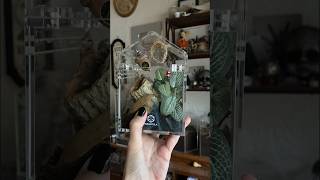 Download lagu Let’s build a jumping spider enclosure #shorts #ad #jumpingspider mp3