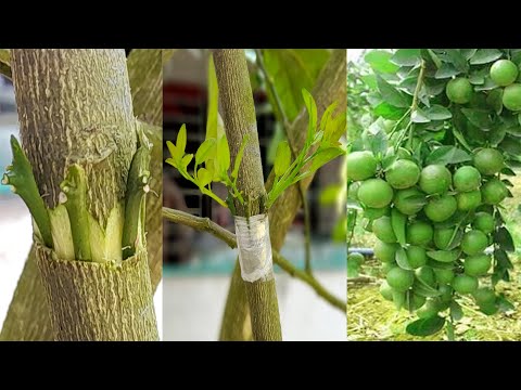 Lemon Grafting Techniques (100% Success) | How To Graft Lemon Tree (Easy grafting) | Bud Grafting