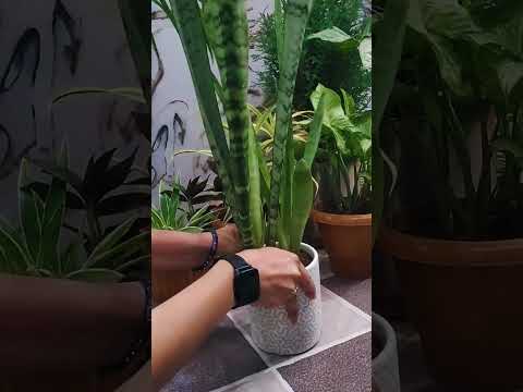 , title : '🌱 5 Best Indoor Plants for Beginners | 🌿 Gardening Tips | गार्डनिंग  के लिये बेहतरीन पौधे 🍃'