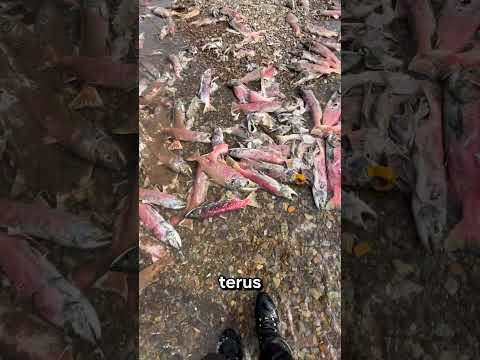 Beruang Ini Pilih Kulit Salmon daripada Dagingnya